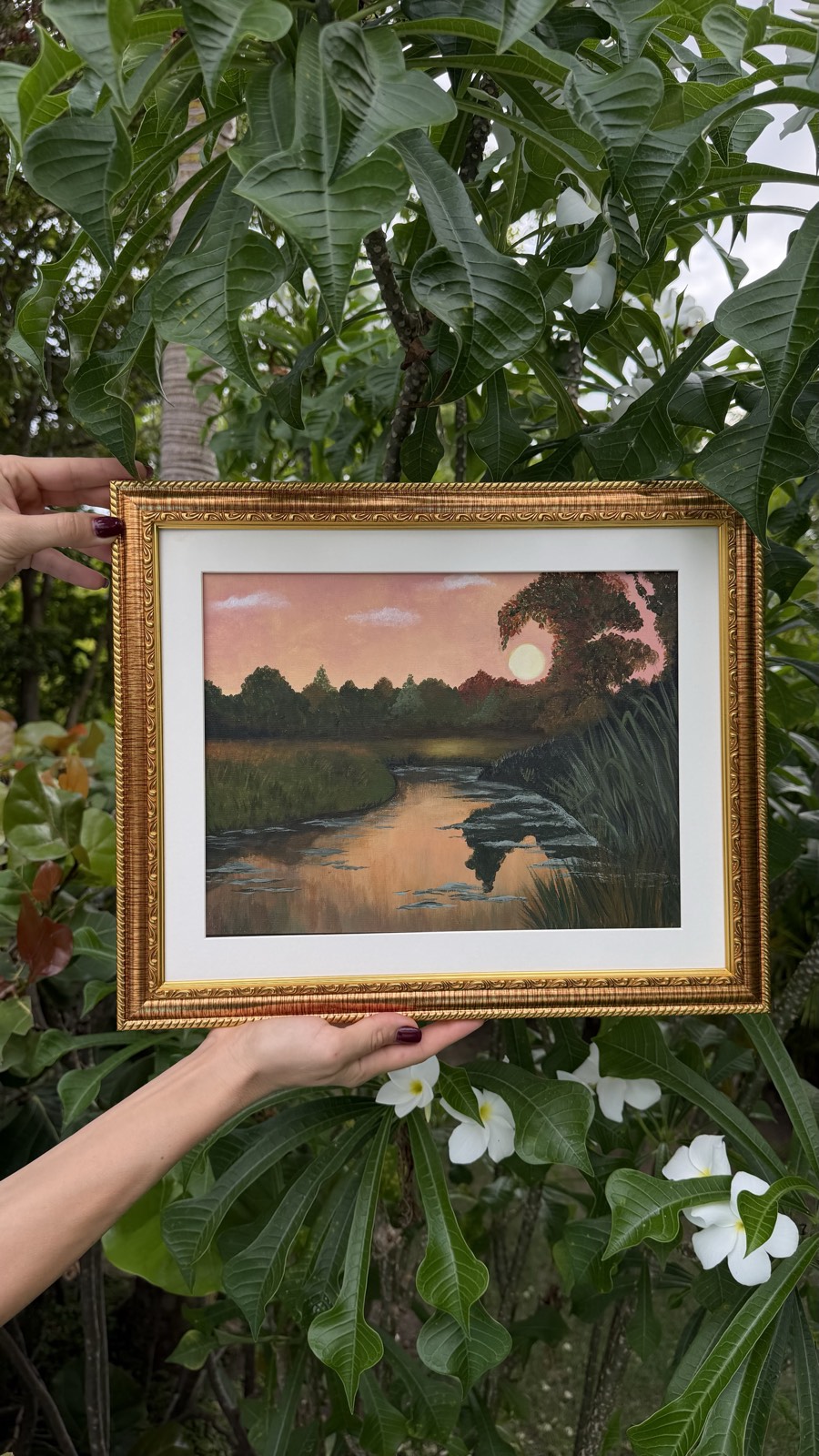 Framed pink river sunset among white plumeria flowers